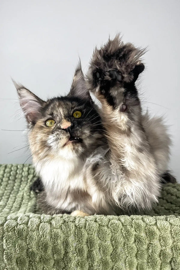 Dolores | polydactyl maine coon kitten