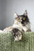 Dolores | polydactyl maine coon kitten