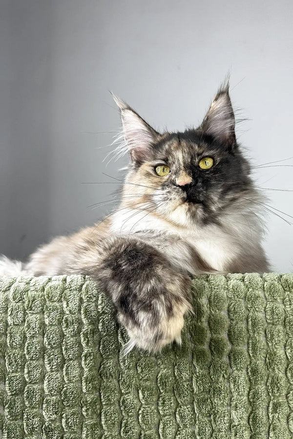 Dolores | polydactyl maine coon kitten