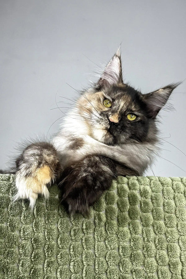 Dolores | polydactyl maine coon kitten