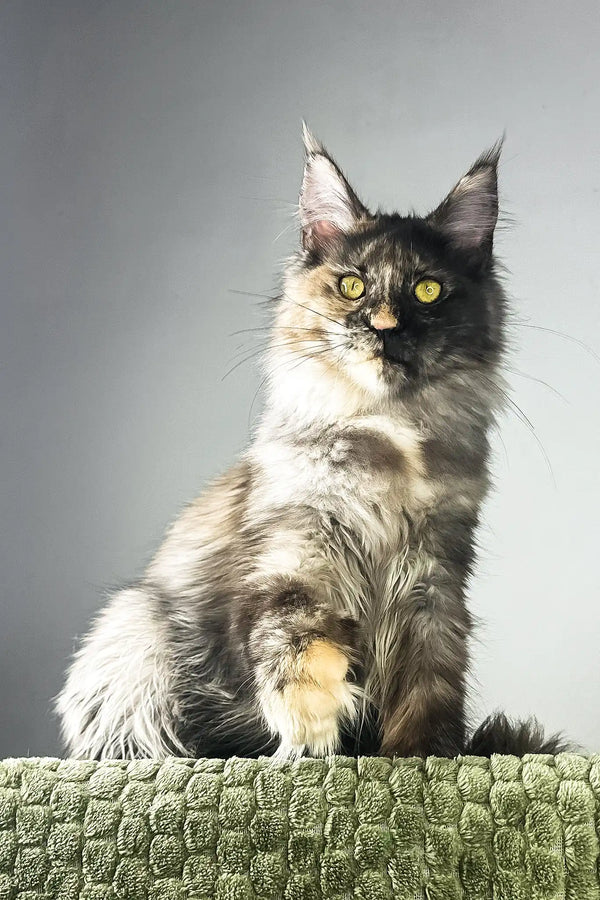 Dolores | polydactyl maine coon kitten