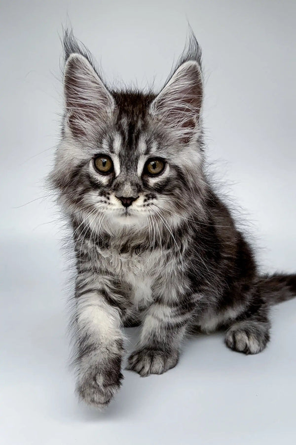 Fluffy gray tabby Maine Coon kitten with big ears and alert eyes, perfect for cuddles