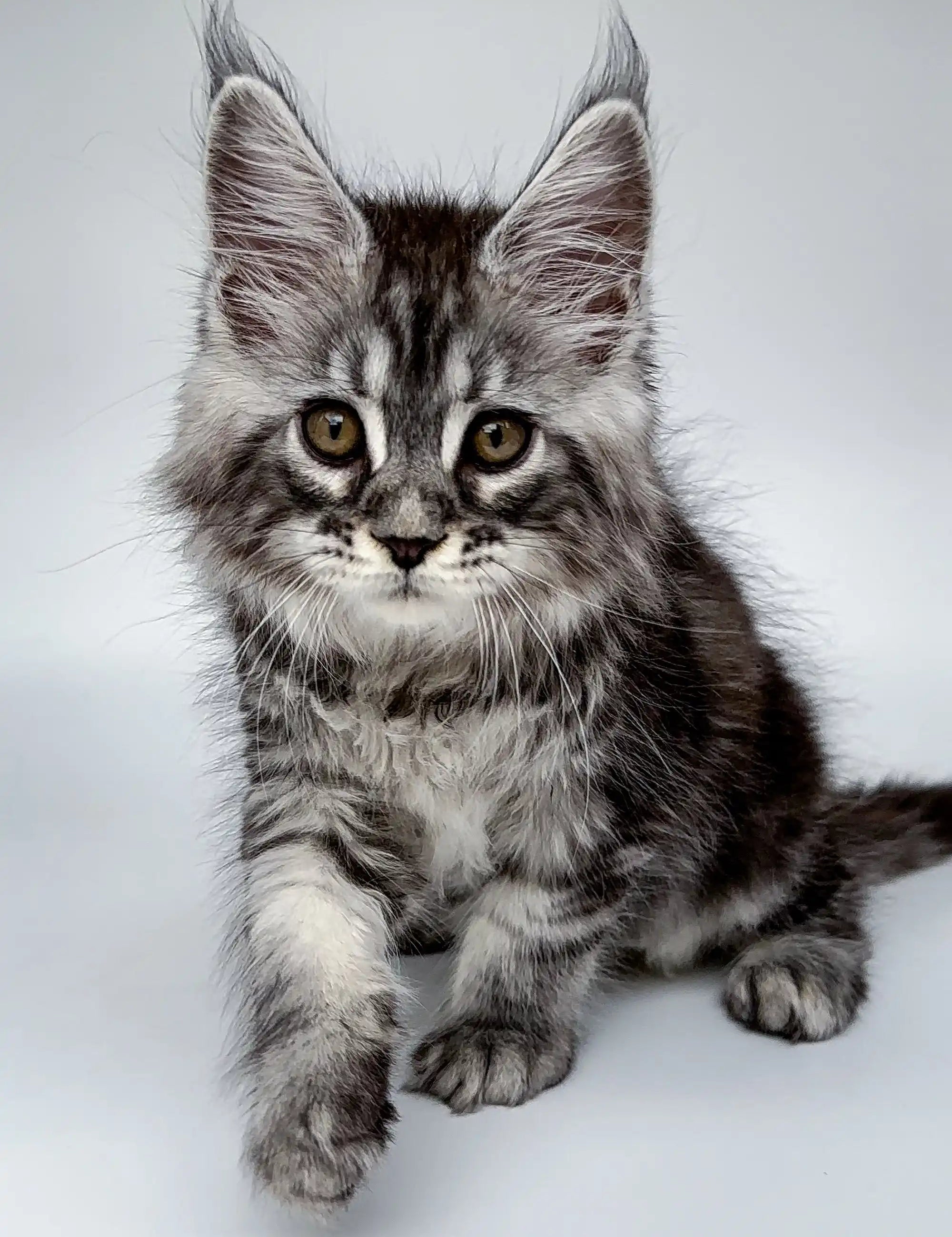Maine Coon Kittens for Sale Domenik | Kitten