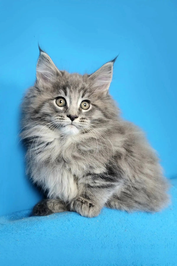 Fluffy gray Maine Coon kitten with ear tufts and alert look in Dominic product