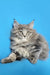 Fluffy gray Maine Coon kitten with ear tufts, perfect for cat lovers and homes