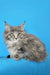 Fluffy gray Maine Coon kitten Dominic with ear tufts and bright green eyes