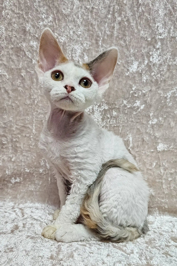 Sitting Devon Rex cat in Dominca Kitten product, showcasing its adorable charm