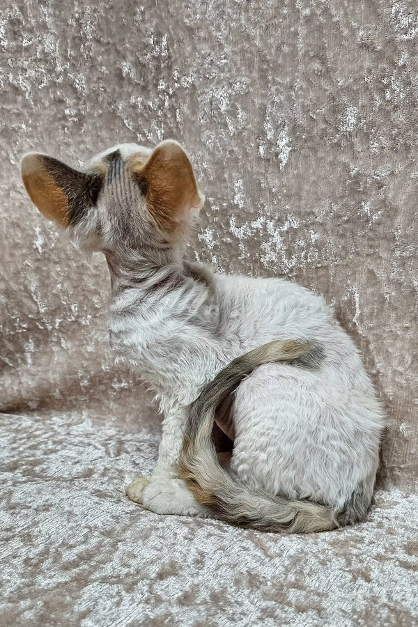 Gray and white curly-haired cat named Dominica the Devon Rex Kitten