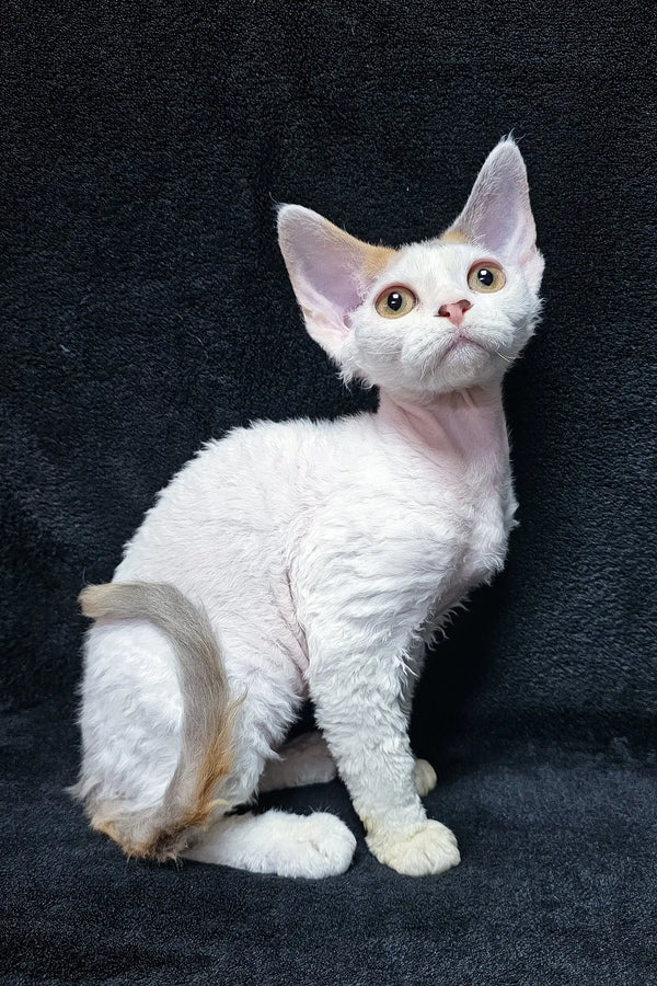 White Devon Rex kitten with curly fur from Dominica, perfect for cat lovers