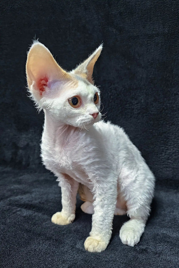 Cute White Devon Rex Cat from the Dominica Devon Rex Kitten collection