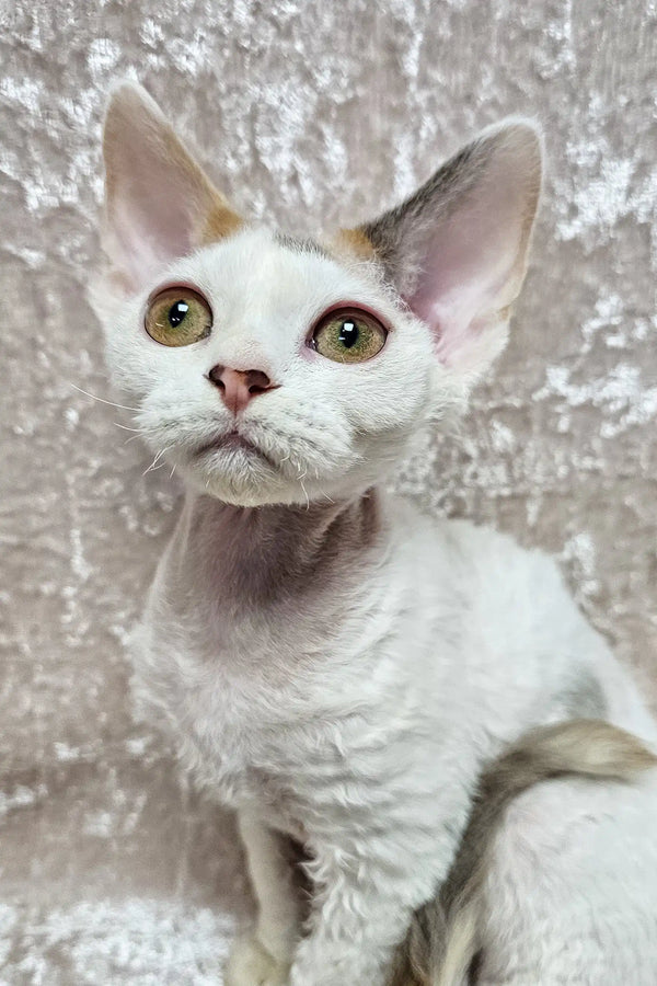 White Devon Rex cat in Dominica Devon Rex Kitten product display