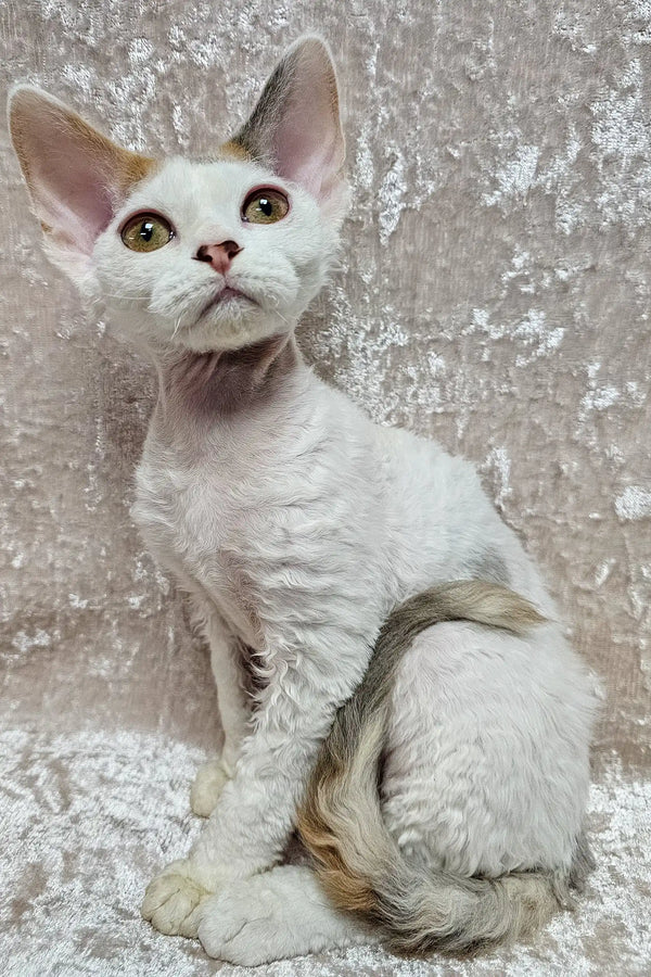 White and gray Devon Rex cat named Dominica, perfect playful kitten companion