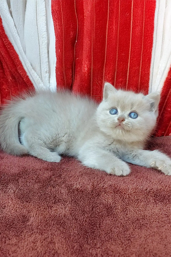 Dominik | british shorthair kitten