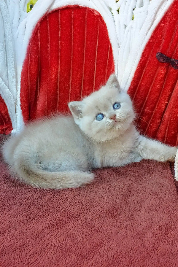 Dominik | british shorthair kitten