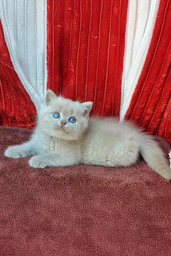 Dominik | british shorthair kitten