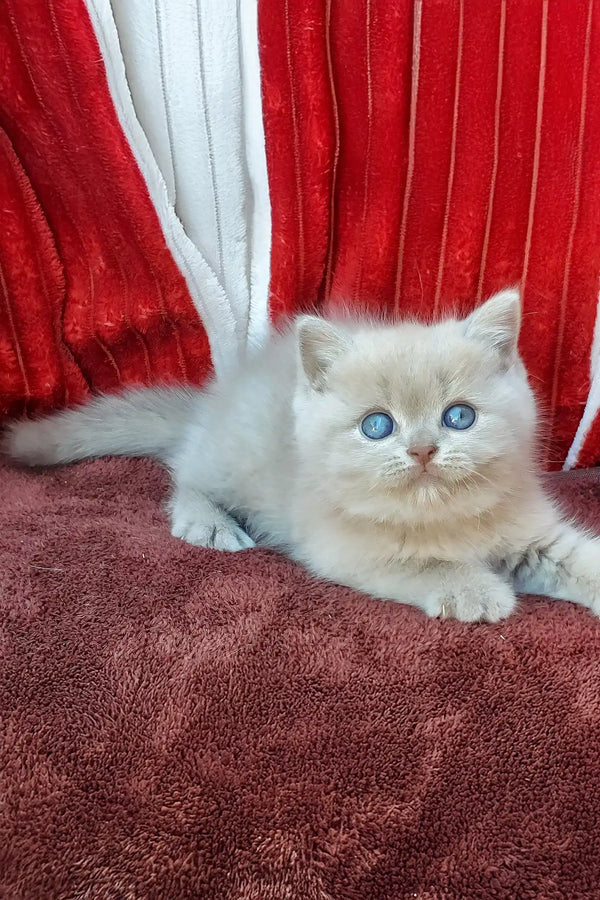 Dominik | british shorthair kitten