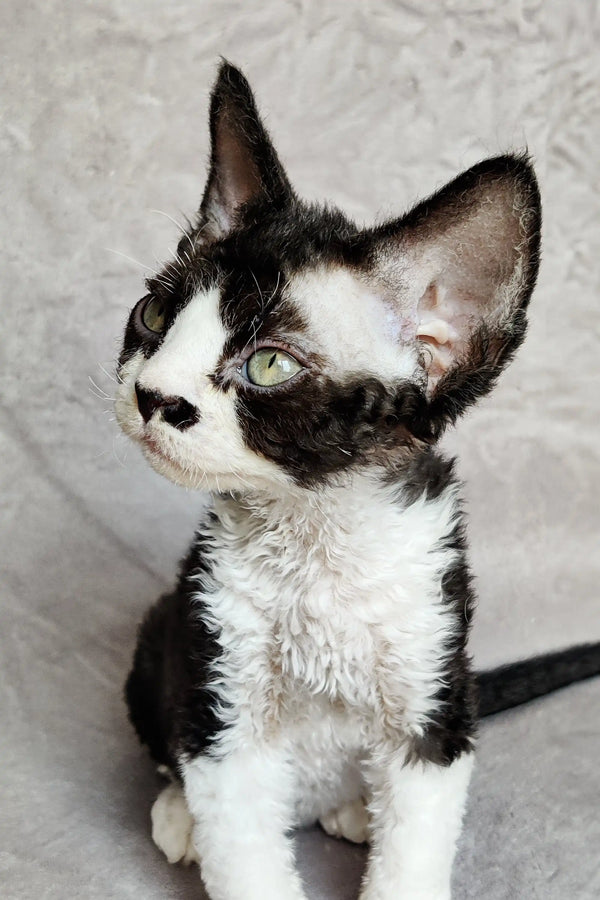 Cute Black and White Devon Rex Kitten with Big Ears and Stunning Green Eyes
