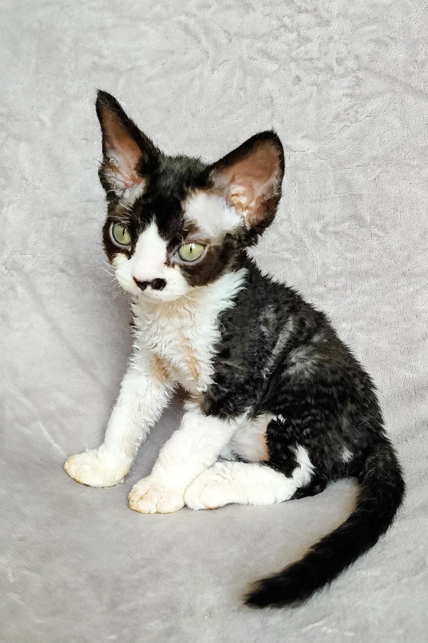 Cute Black and White Devon Rex Kitten with big ears sitting upright, named Domino