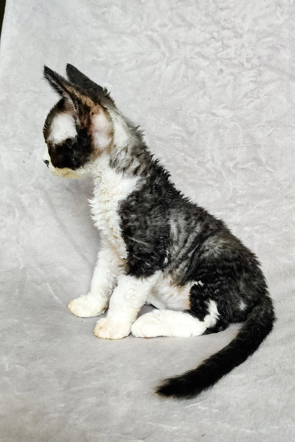 Black and white Domino Devon Rex kitten sitting upright with an alert posture