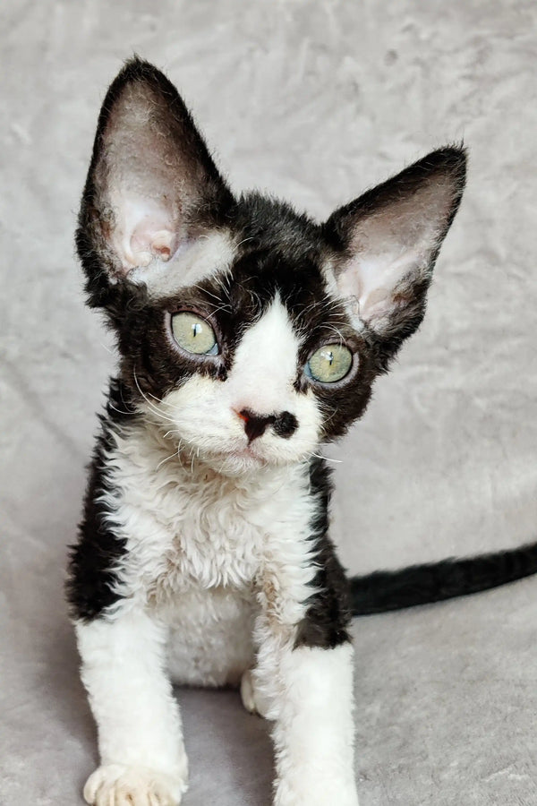Black and white Devon Rex kitten with big ears and bright green eyes