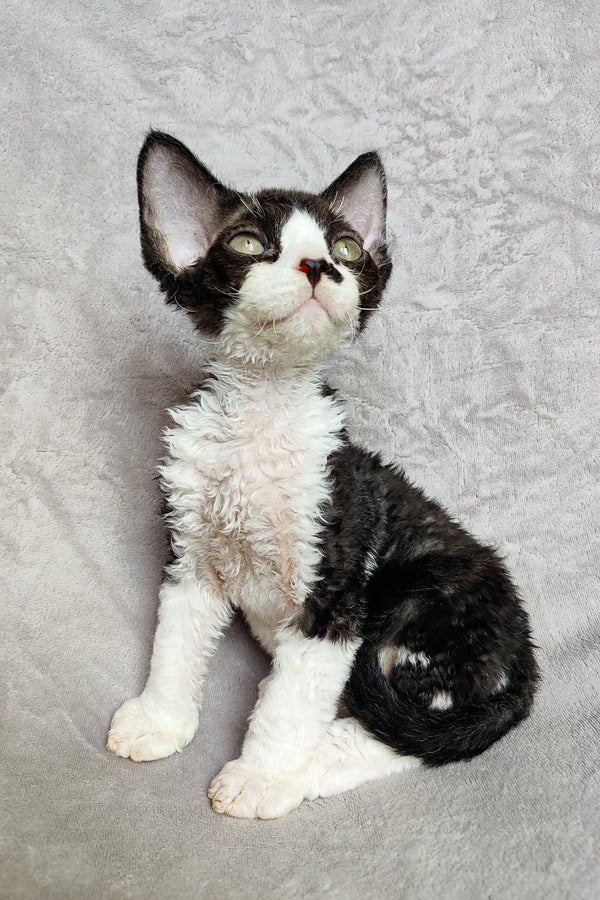 Black and white Devon Rex kitten sitting upright with head tilted back