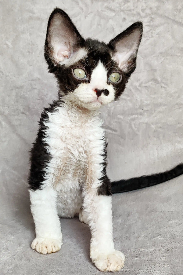 Adorable Black and White Devon Rex Kitten with big ears and wide eyes, named Domino