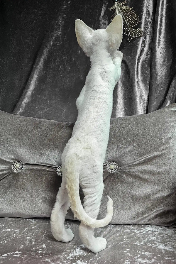 Donald | devon rex kitten
