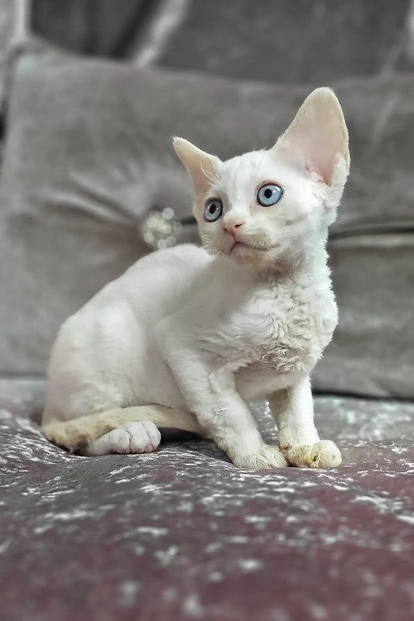 Donald | devon rex kitten