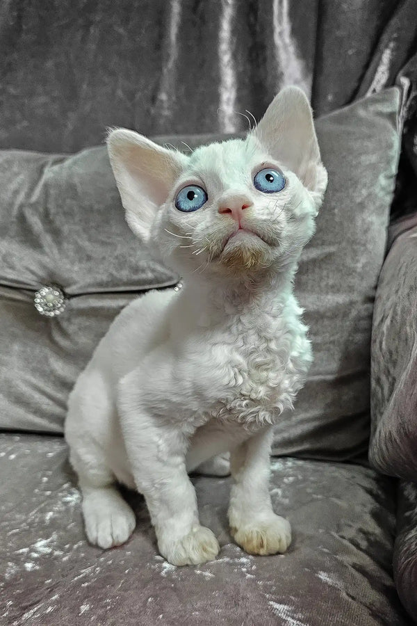 Donald | devon rex kitten