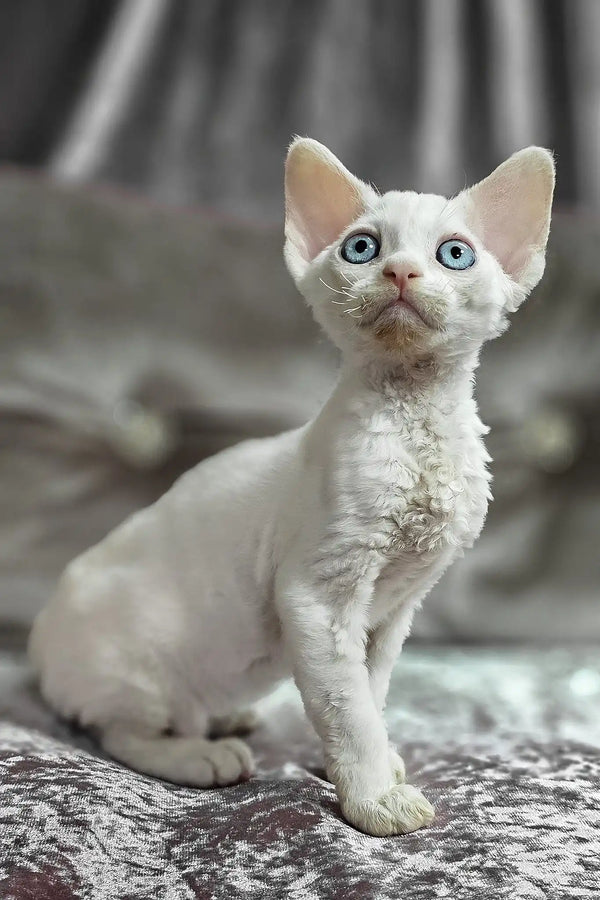 Donald | devon rex kitten