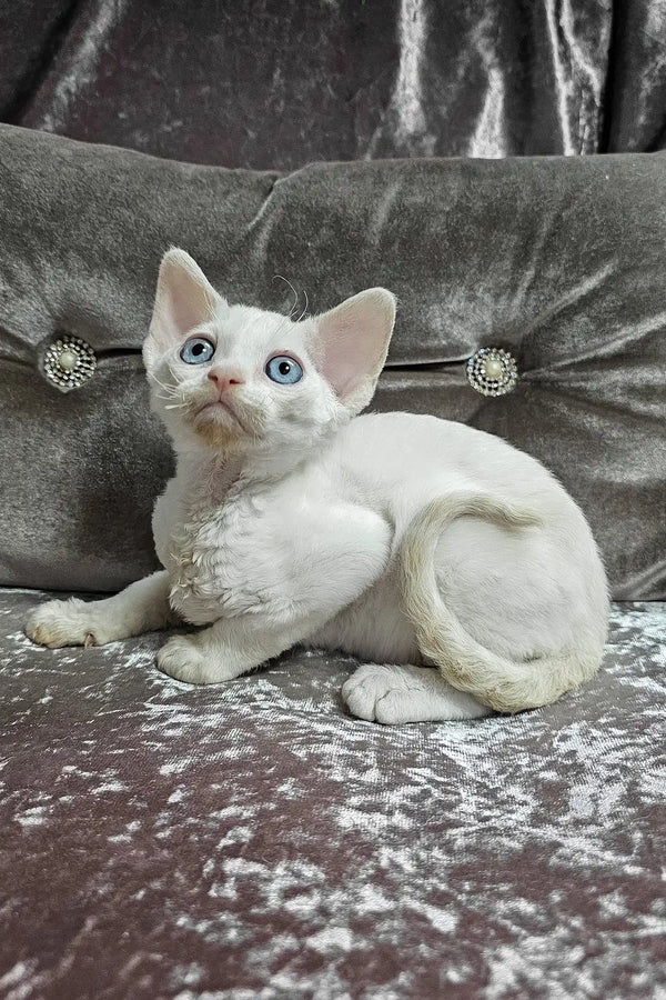 Donald | devon rex kitten