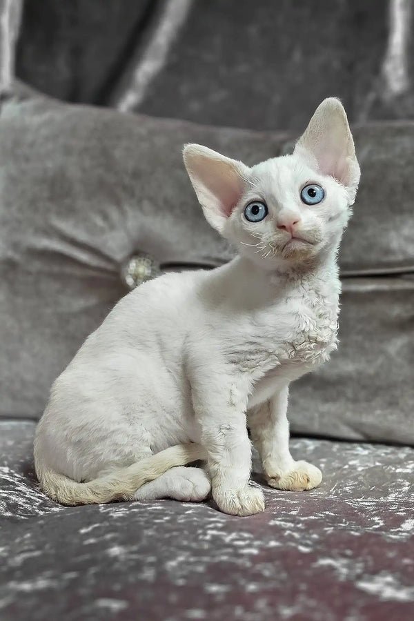 Donald | devon rex kitten