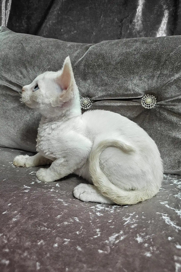 Donald | devon rex kitten