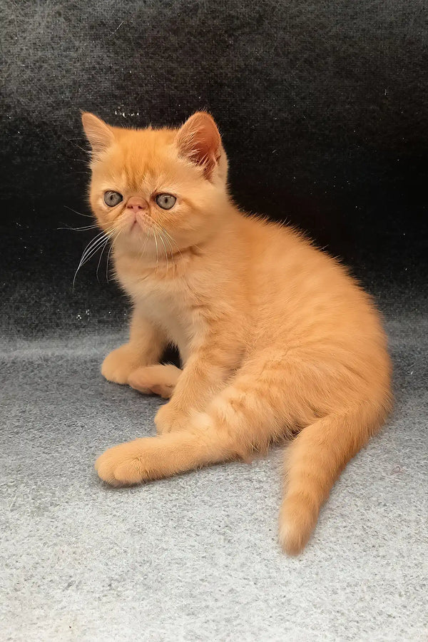 Donald | exotic shorthair kitten
