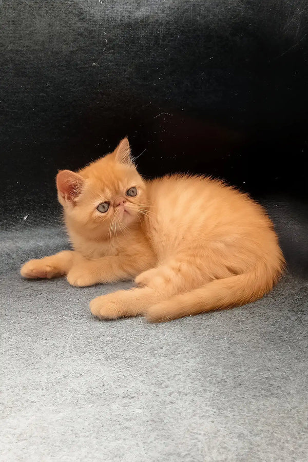 Donald | exotic shorthair kitten