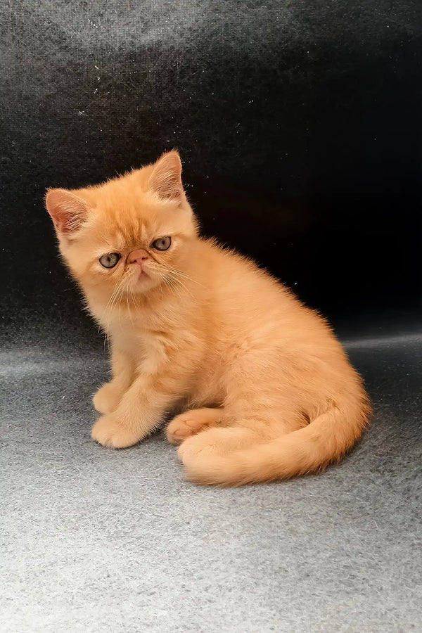 Donald | exotic shorthair kitten