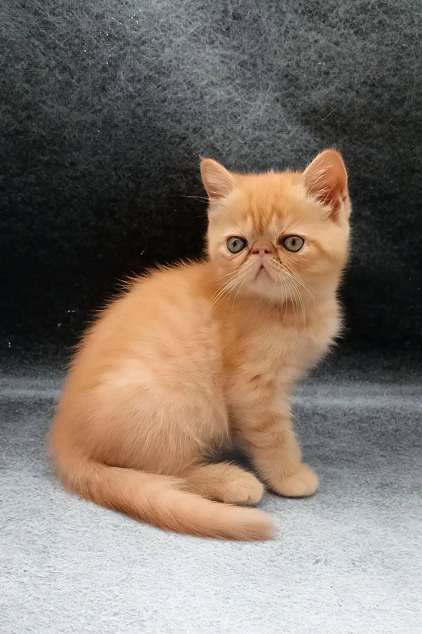 Donald | exotic shorthair kitten