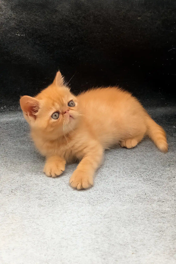 Donald | exotic shorthair kitten