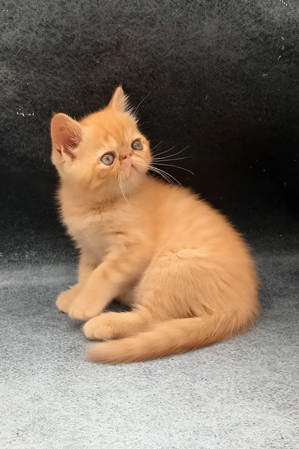 Donald | exotic shorthair kitten