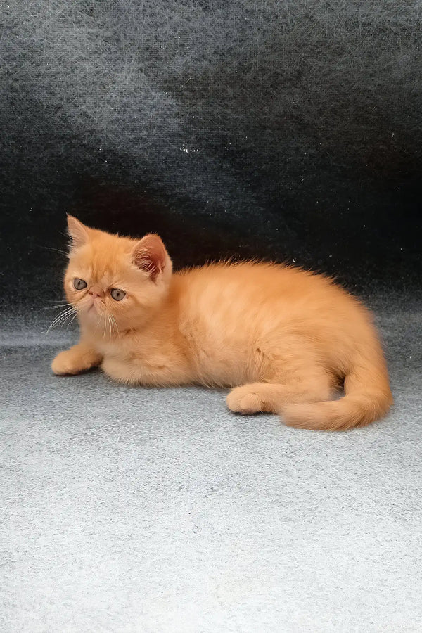 Donald | exotic shorthair kitten