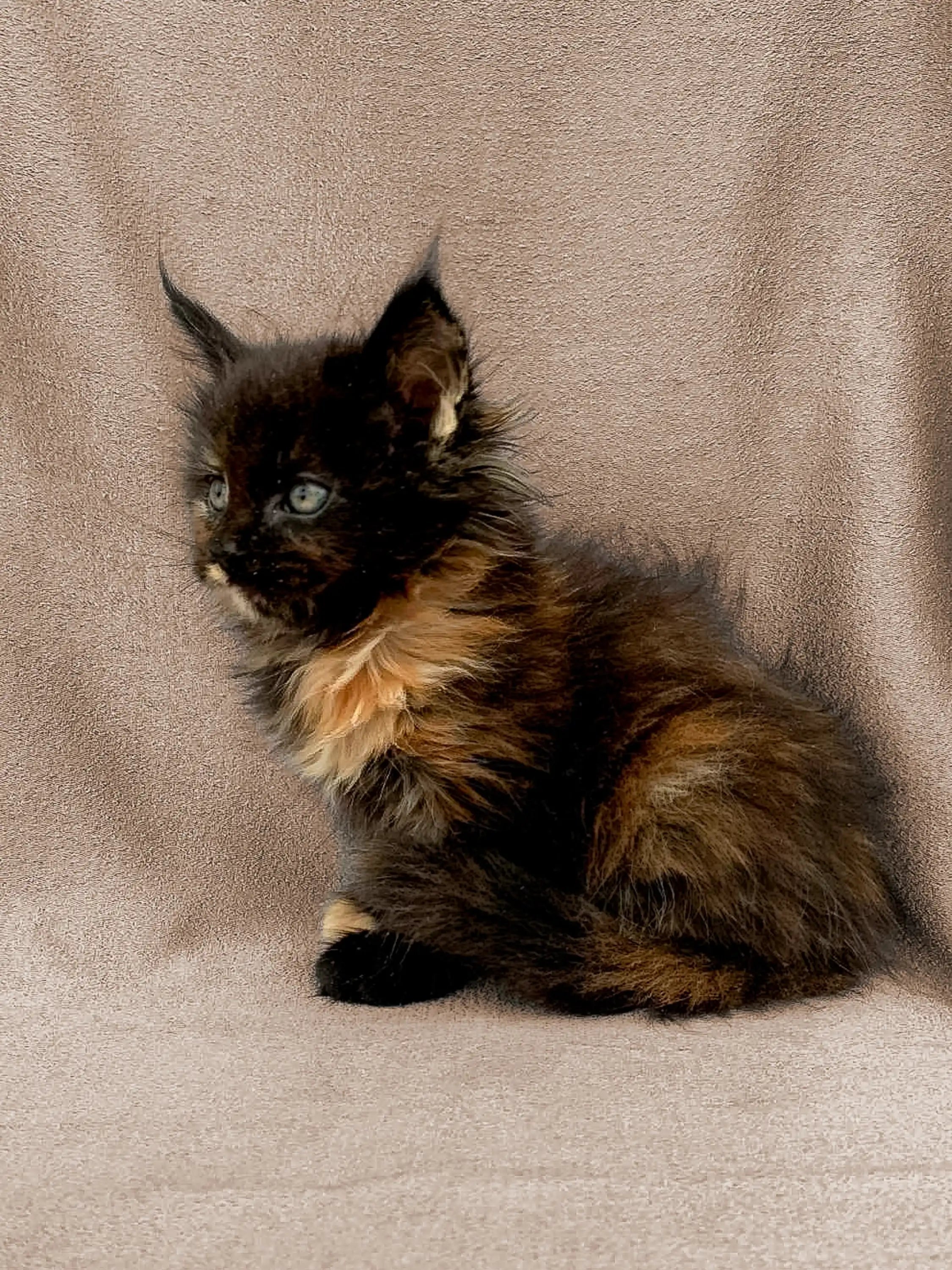 AVADA - Best Sellers Donna | Maine Coon Kitten