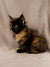 Fluffy Tortoiseshell Maine Coon Kitten with Bright Eyes Sitting Upright