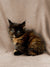 Fluffy tortoiseshell Maine Coon kitten Donna with bright eyes sitting upright