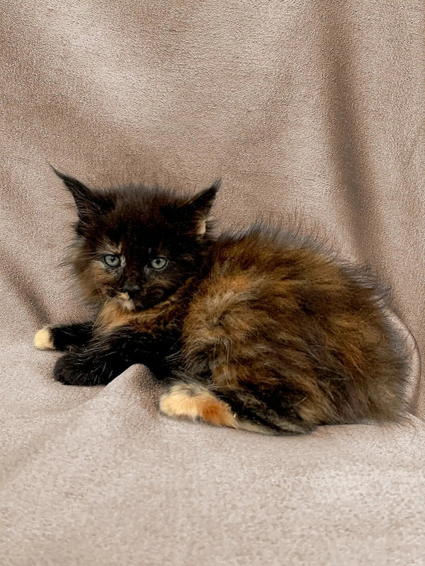 Fluffy Maine Coon kitten lounging on a soft surface, perfect for cozy moments