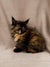 Fluffy tortoiseshell Maine Coon kitten with bright eyes sitting on a plain surface