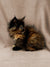 Fluffy Tortoiseshell Maine Coon Kitten Donna posing against a simple backdrop