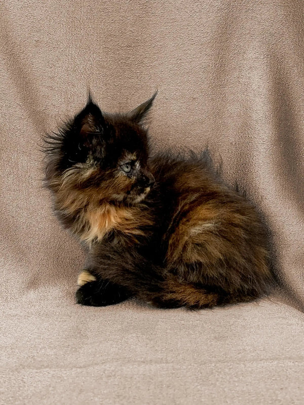 Fluffy Tortoiseshell Maine Coon Kitten Donna posing against a simple backdrop