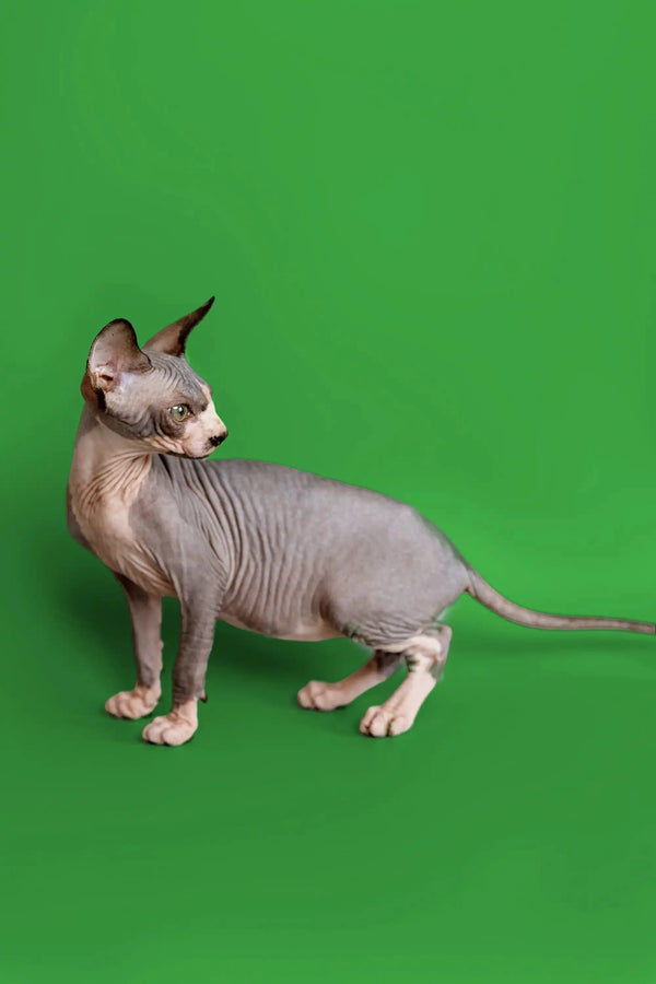 Meet Donna, the adorable Hairless Sphynx kitten on a vibrant green surface