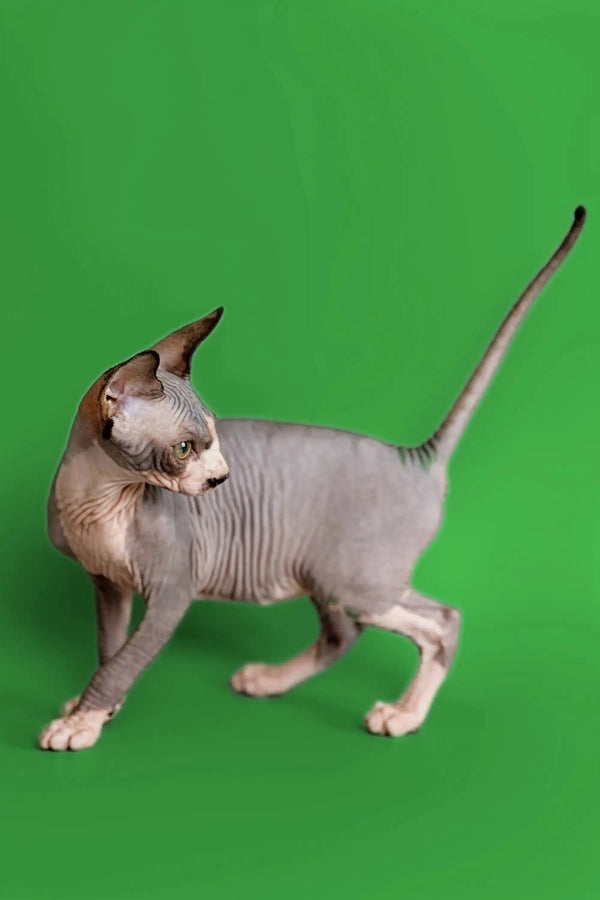 Cute Hairless Sphynx kitten in a walking pose, meet Donna, your wonderful companion!