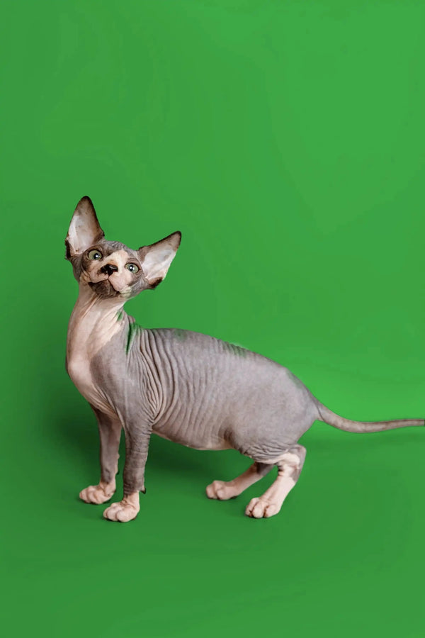 Meet Donna, the adorable Sphynx kitten with wrinkled skin and big ears on a green background